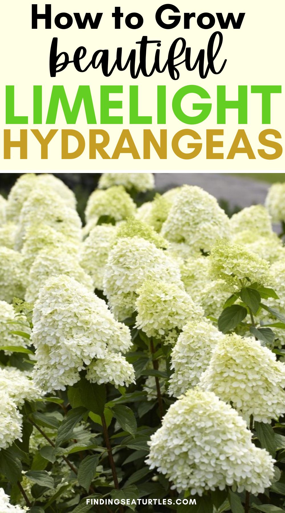 How to Grow Limelight Hydrangeas