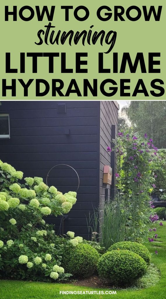 How to Grow stunning Little Lime Hydrangeas #GrowLittleLimeHydrangeas #LittleLimeHydrangeas #Hydrangeas 