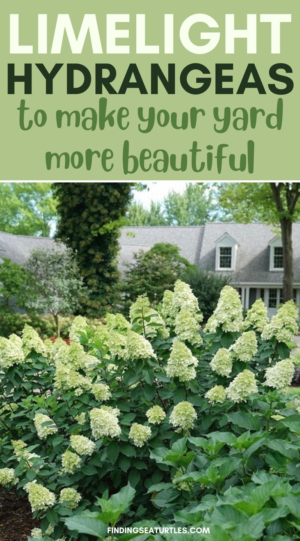 How to Grow Limelight Hydrangeas