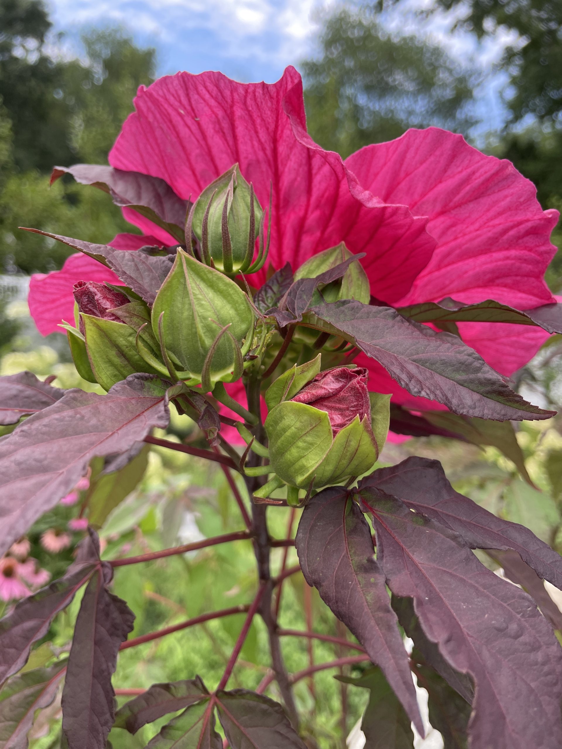 Beautiful Buds Evening Rose 4669 #Hibiscus #GrowEveningRoseHibiscus #SummerFlowers