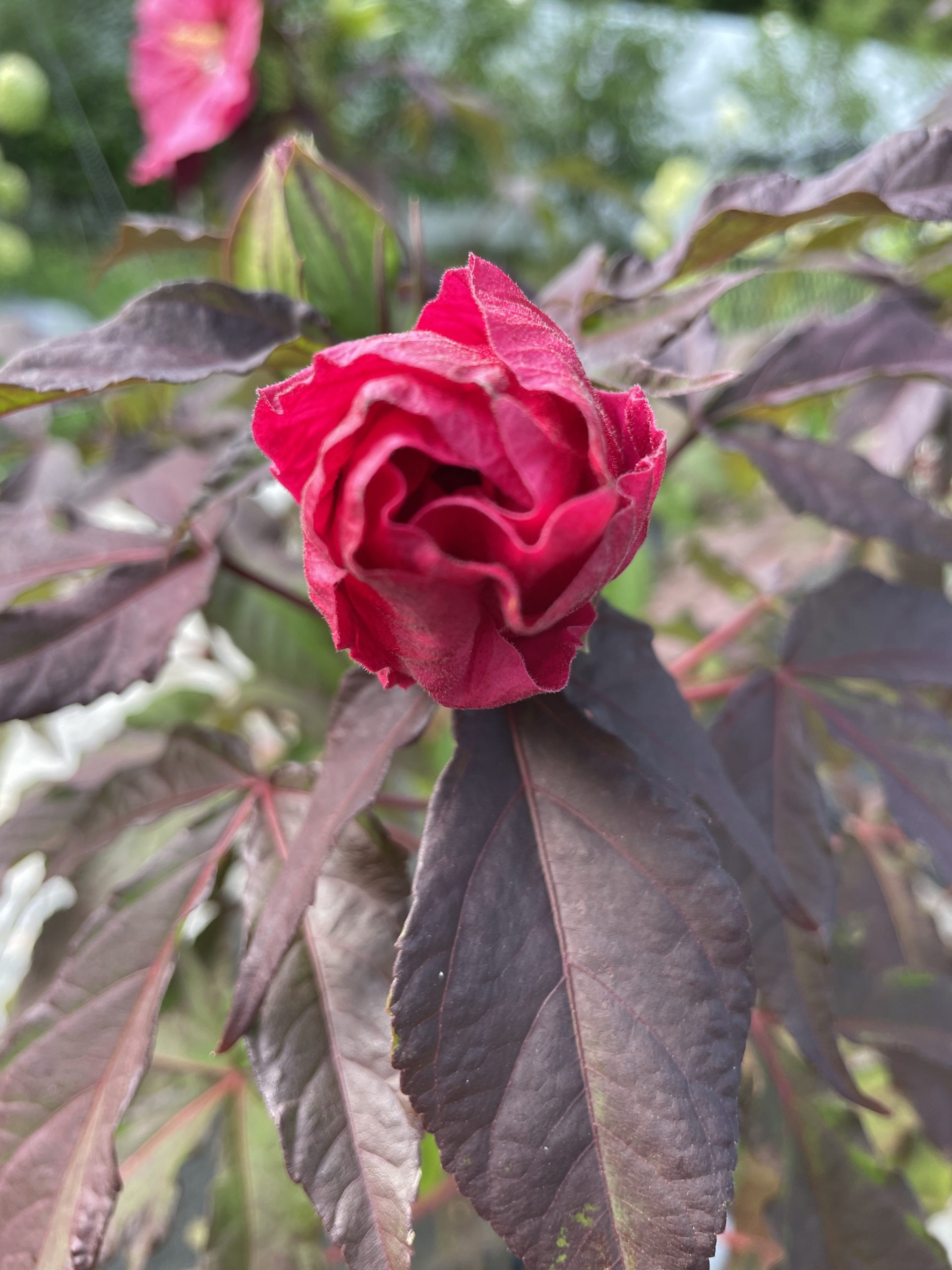 Evening Rose 4674 #Hibiscus #GrowEveningRoseHibiscus #SummerFlowers