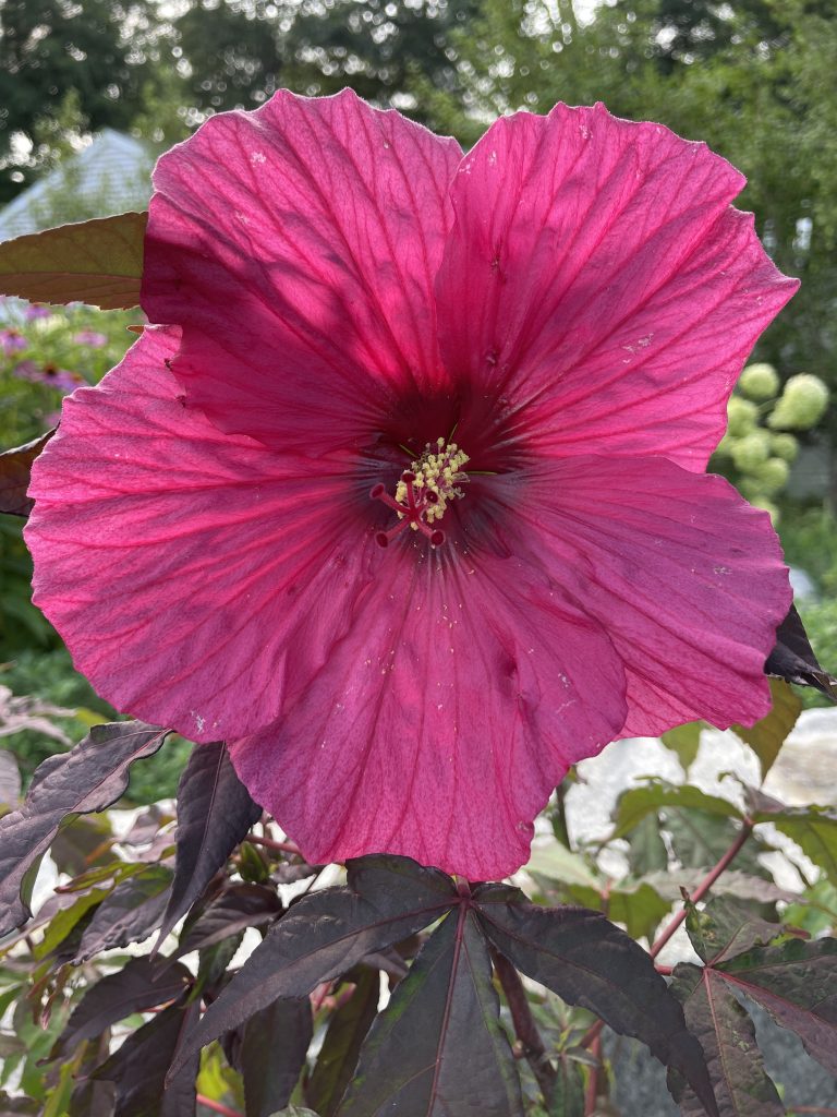 How to Grow Evening Rose Hibiscus