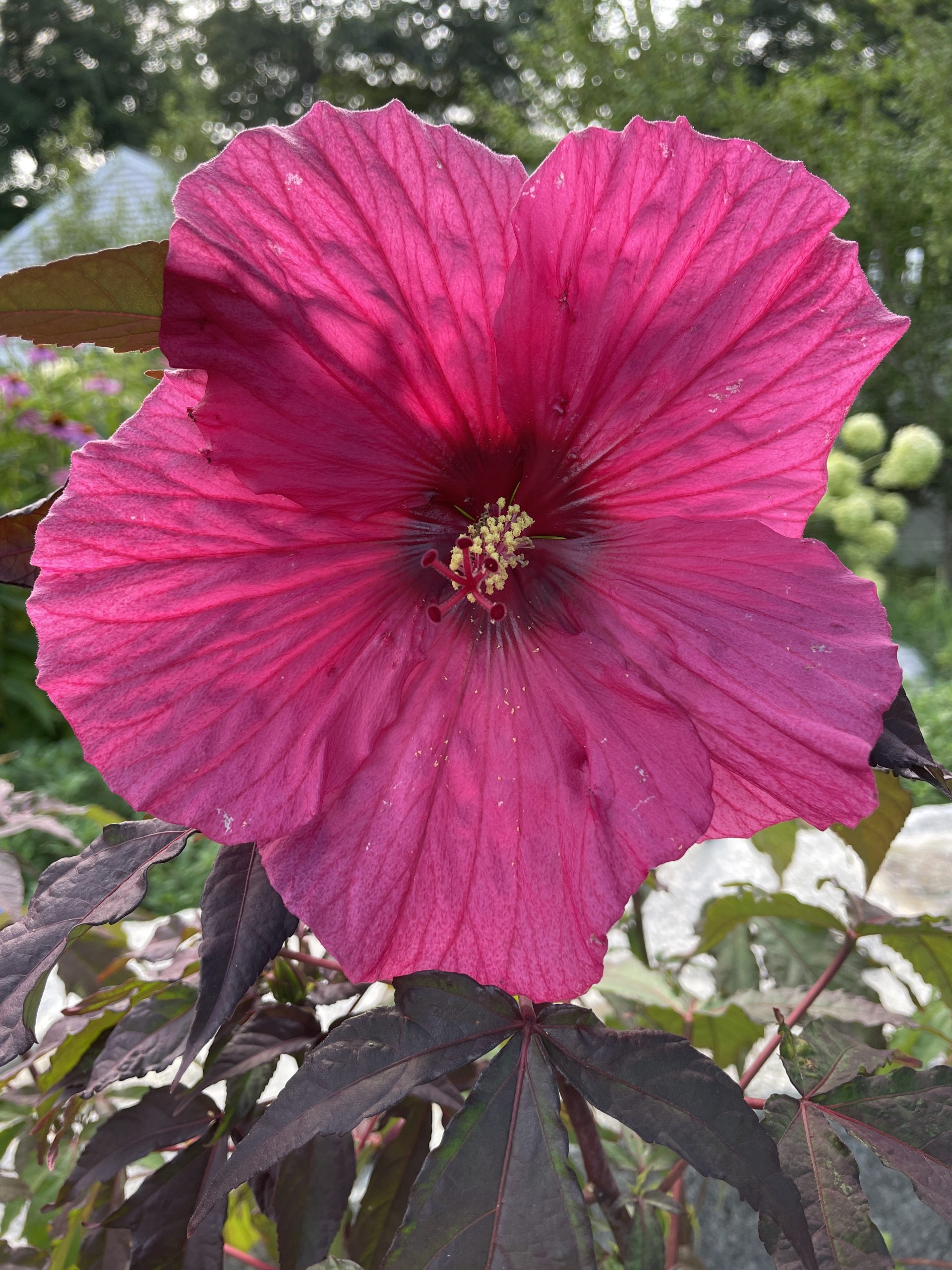 Evening Rose 4673 #Hibiscus #GrowEveningRoseHibiscus #SummerFlowers