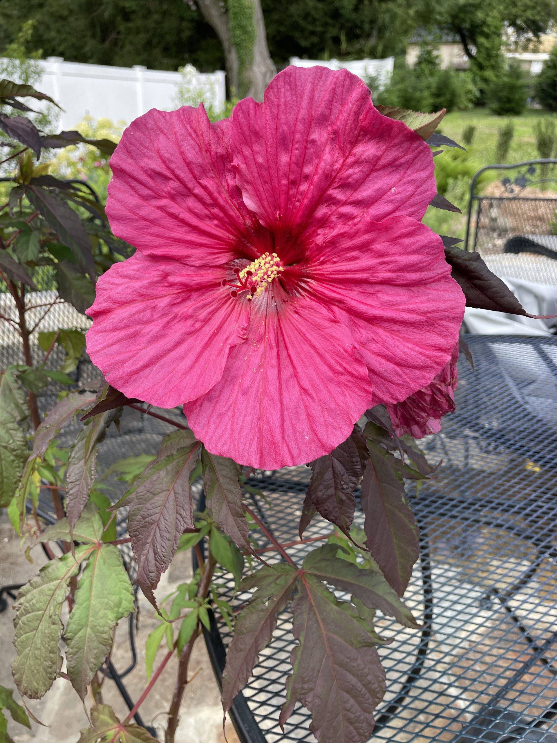 Evening Rose Full Bloom 4662 #Hibiscus #GrowEveningRoseHibiscus #SummerFlowers