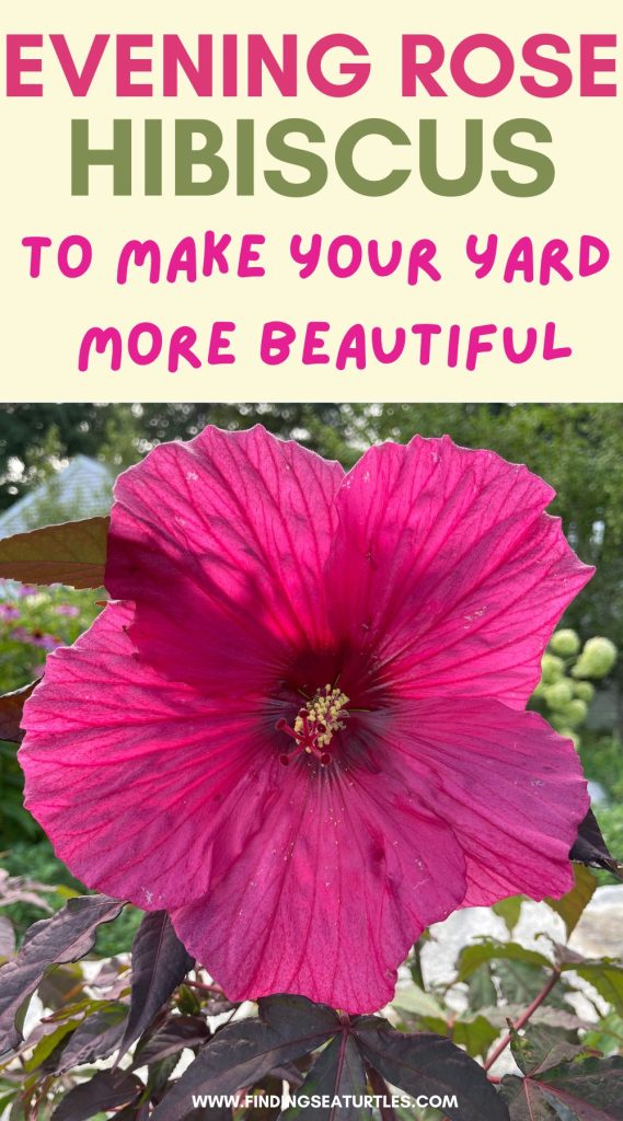 Evening Rose Hibiscus to make your yard more #Hibiscus #GrowEveningRoseHibiscus #SummerFlowersbeautiful