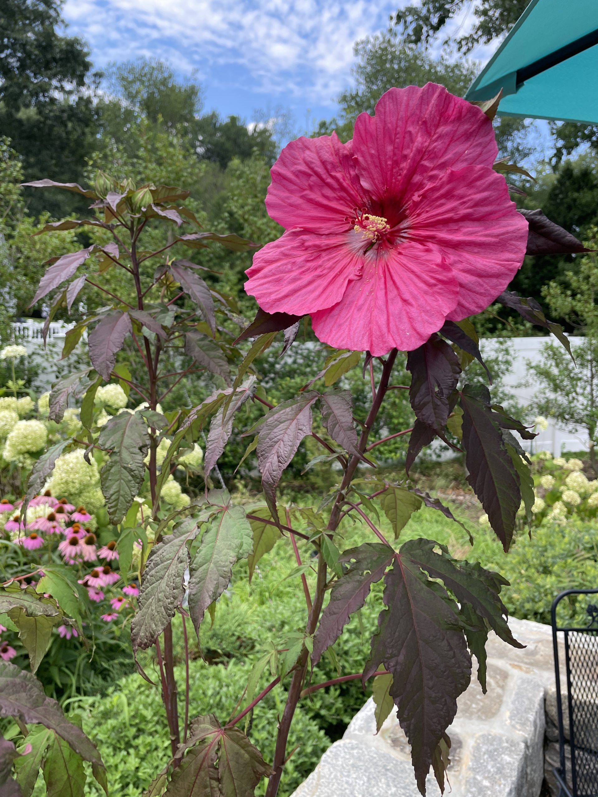 Evening Rose 4668 #Hibiscus #GrowEveningRoseHibiscus #SummerFlowers