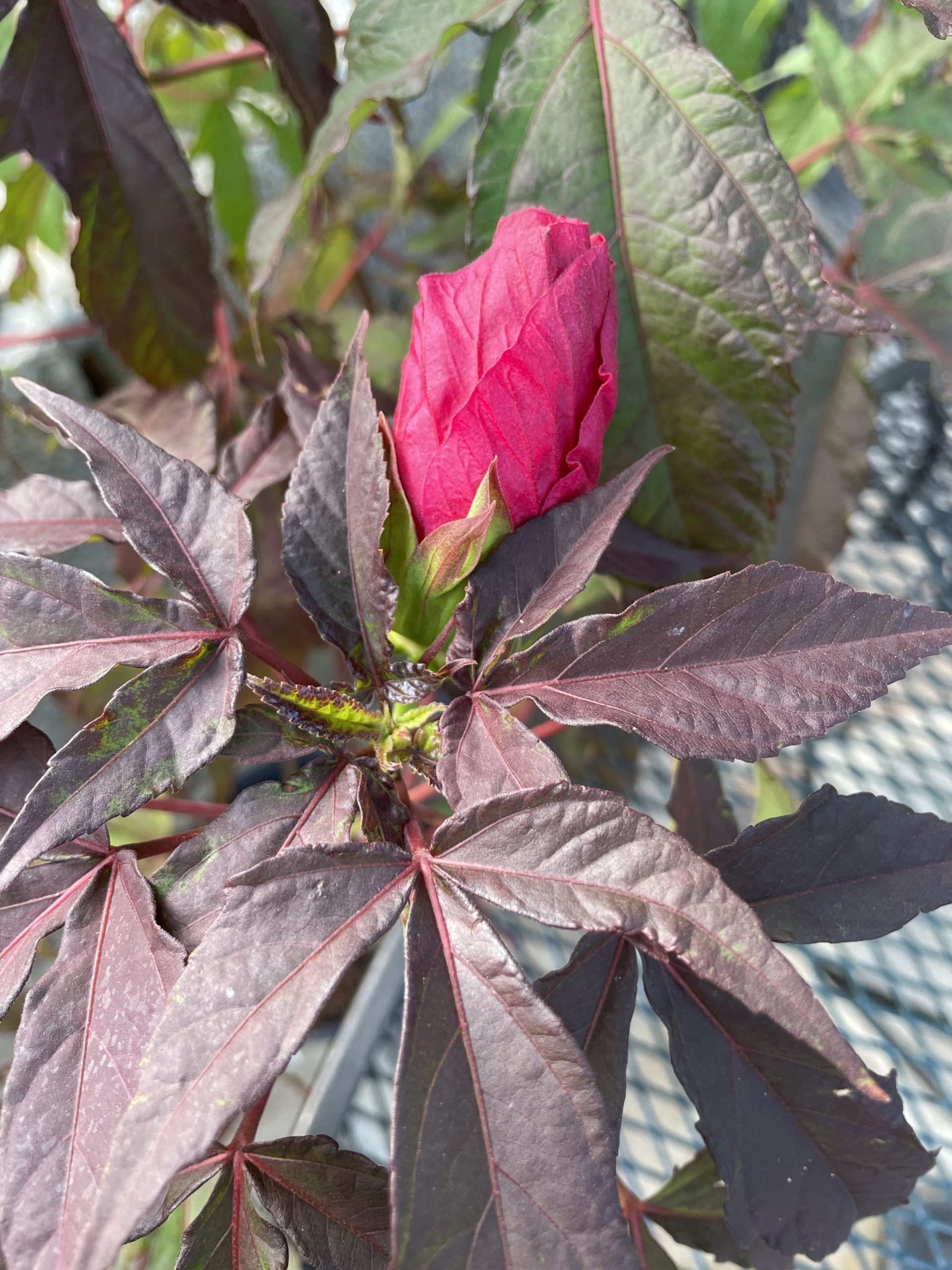 Eveninng Rose 4676 #Hibiscus #GrowEveningRoseHibiscus #SummerFlowers