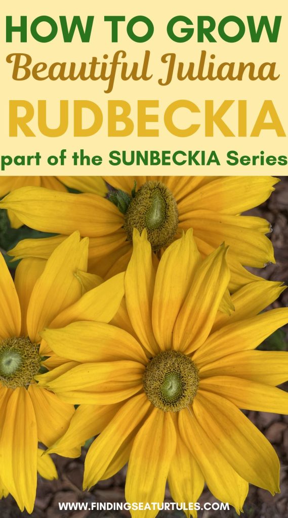 How to Grow Beautiful Juliana Rudbeckia Sunbeckia Series #Rudbeckia #GrowJulianaRudbeckia #SummerFlowers #FallFlowers