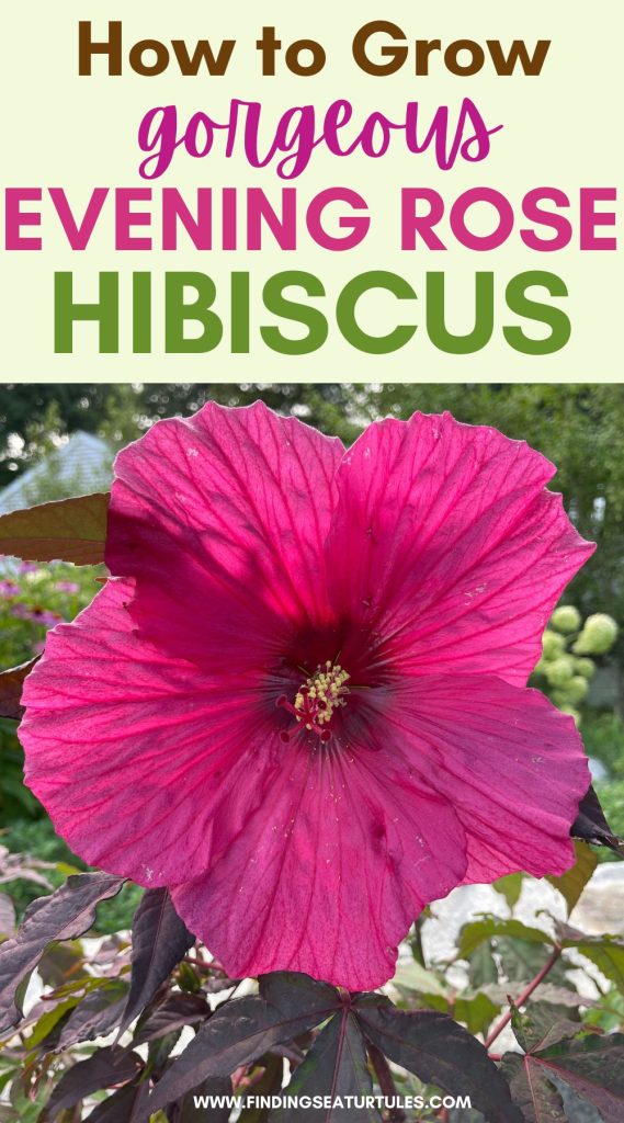 How to Grow Gorgeous Evening Rose Hibiscus #Hibiscus #GrowEveningRoseHibiscus #SummerFlowers