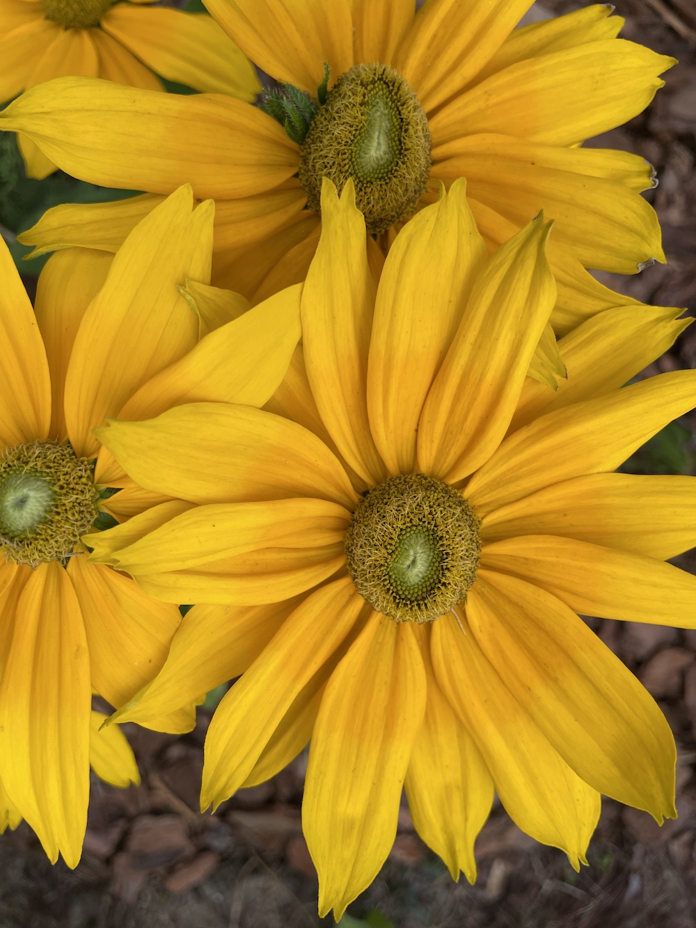 Juliana Rudbeckia close up top view_4697 #Rudbeckia #GrowJulianaRudbeckia #SummerFlowers #FallFlowers