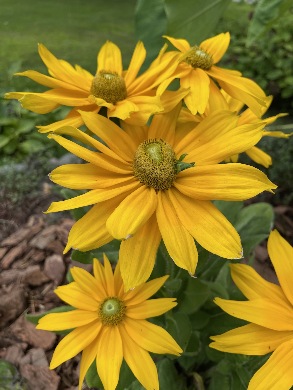 Juliana Rudbeckia side view_4700 