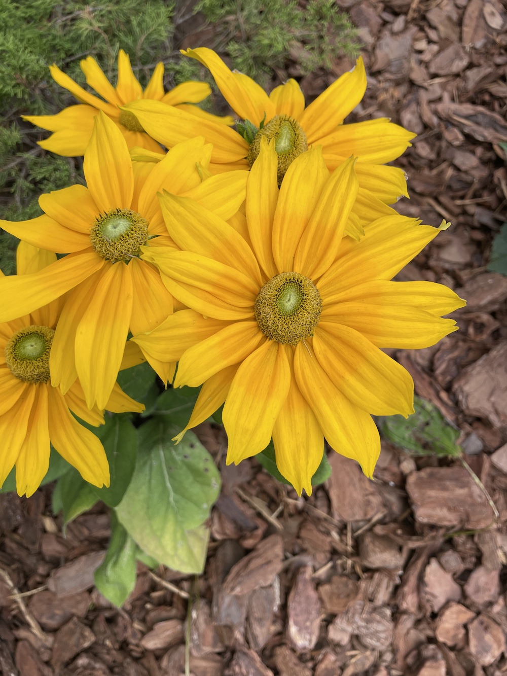 Juliana Rudbeckia top view_4695 #Rudbeckia #GrowJulianaRudbeckia #SummerFlowers #FallFlowers