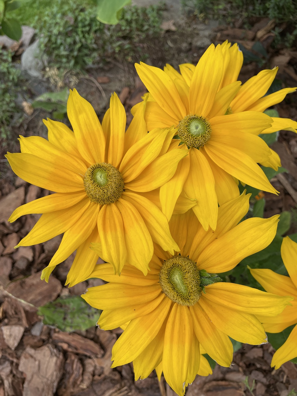 Juliana Rudbeckia top view_4701 #Rudbeckia #GrowJulianaRudbeckia #SummerFlowers #FallFlowers