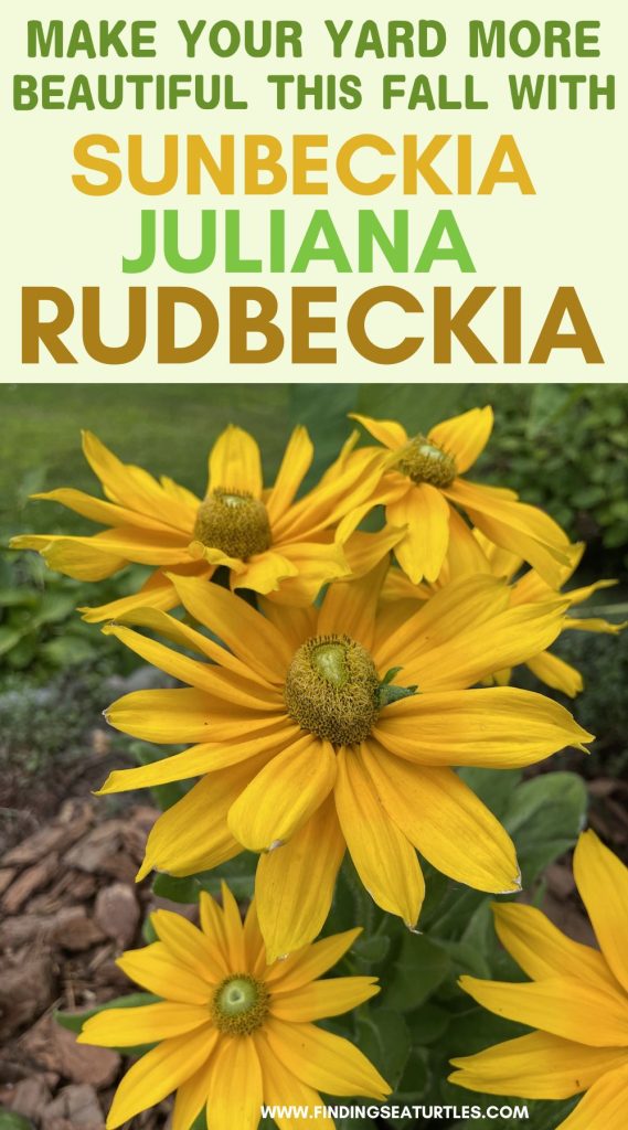 Make Your Yard More Beautiful This Fall with Sunbeckia Juliana Rudbeckia #Rudbeckia #GrowJulianaRudbeckia #SummerFlowers #FallFlowers