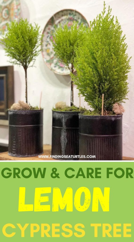 Grow & Care for Lemon Cypress Tree #LemonCypressTree #GrowLemonCypressTree #ChristmasDecor #Christmas