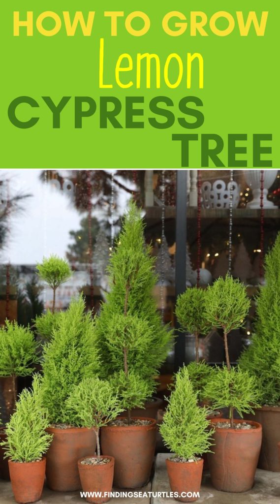 How to Grow Lemon Cypress Tree #LemonCypressTree #GrowLemonCypressTree #ChristmasDecor #Christmas