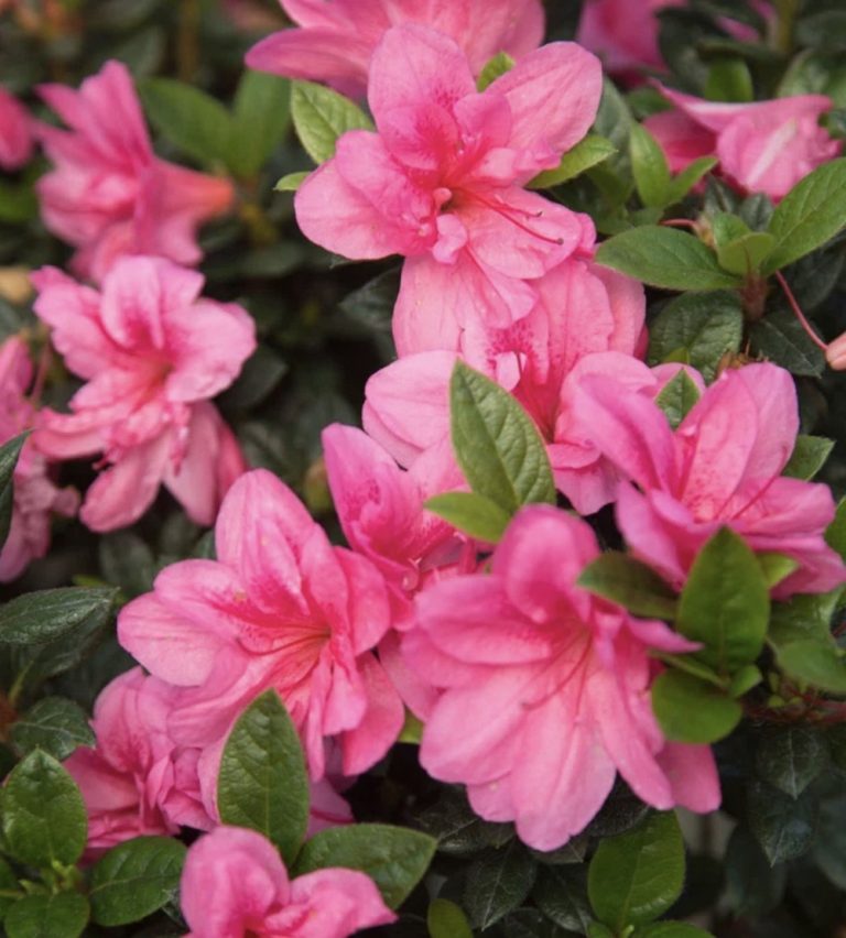 How to Grow Encore Azaleas