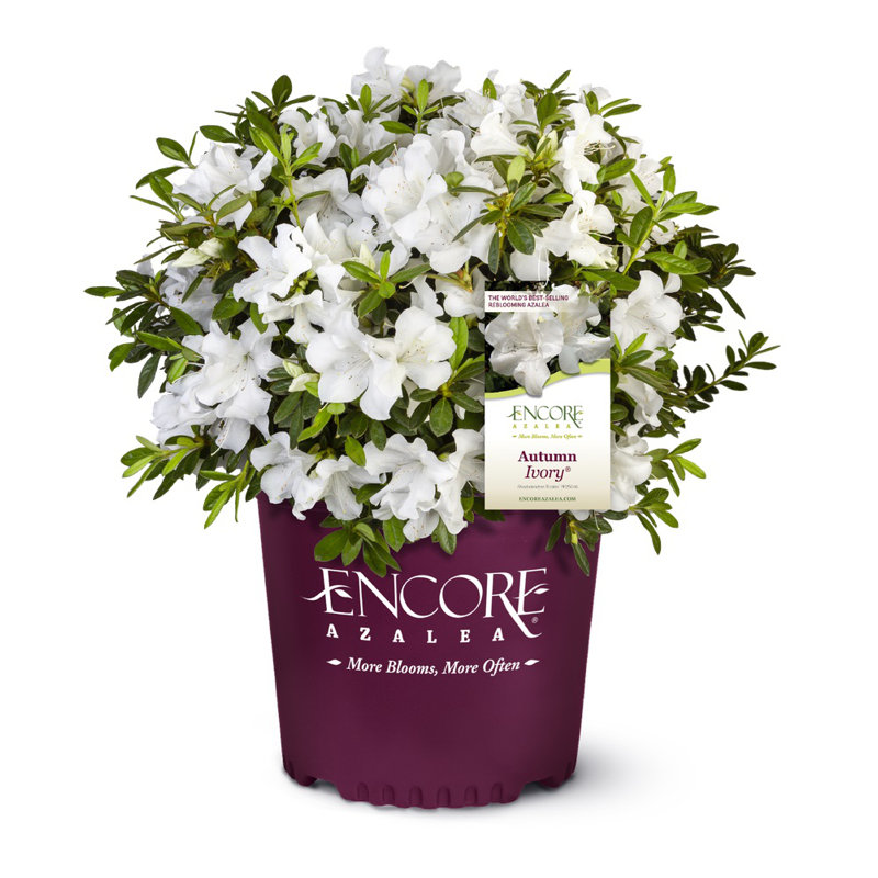 Autumn Ivory Encore Azalea 3 #Azaleas #GrowEncoreAzaleas #SpringFlowers #SummerFlowers #FallFlowers