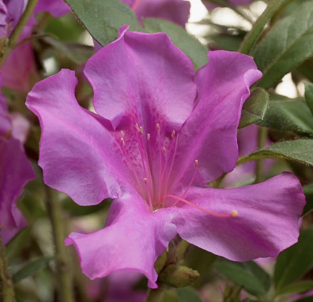 Grow Encore Azaleas Autumn Royalty Encore Azalea 1 #Azaleas #GrowEncoreAzaleas #SpringFlowers #SummerFlowers #FallFlowers