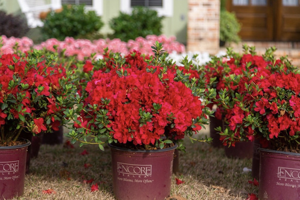 Grow Encore Azaleas Stock Encore Azaleas #Azaleas #GrowEncoreAzaleas #SpringFlowers #SummerFlowers #FallFlowers