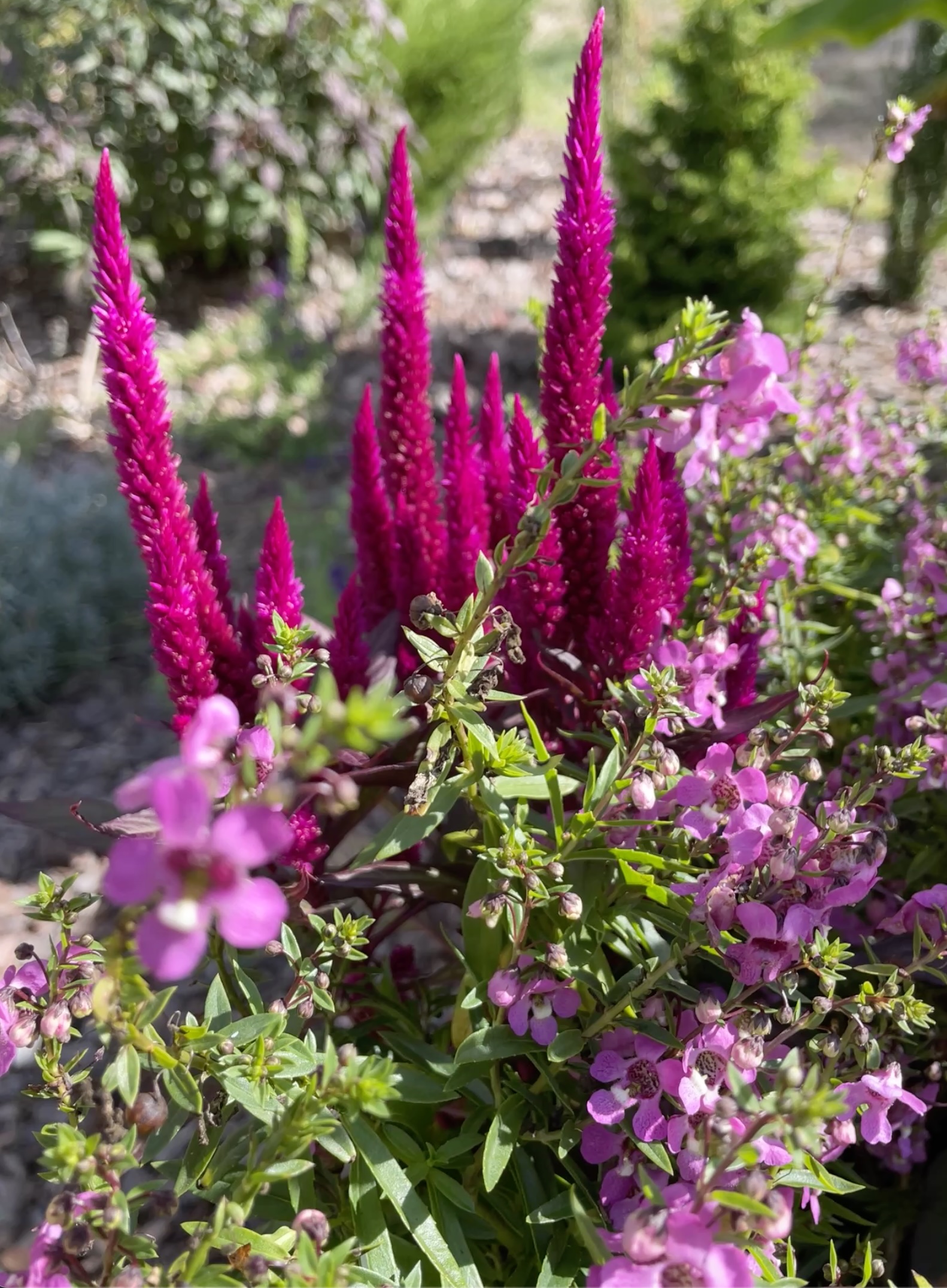 #Celosia #GrowCelosiaKelosFire #FallFlowers Angelonia with Kelos Fire Purple