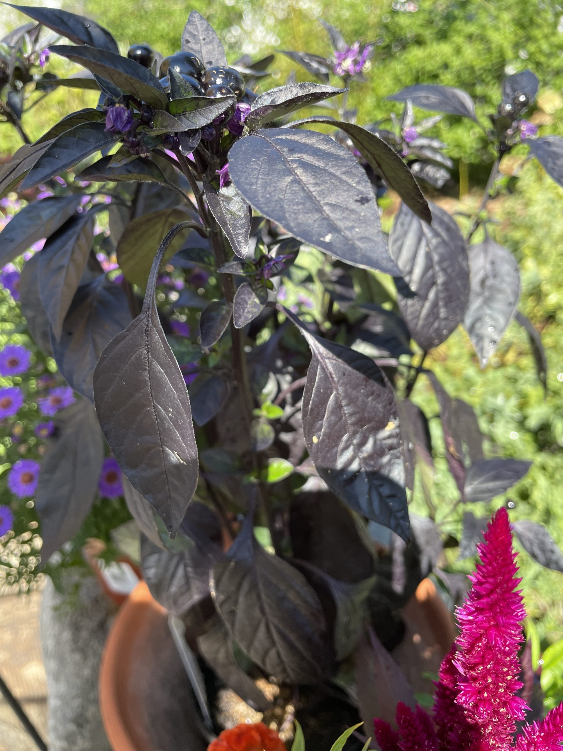 #BlackPearl #OrnamentalPepper Grow Capsicum Black Pearl foliage_5512