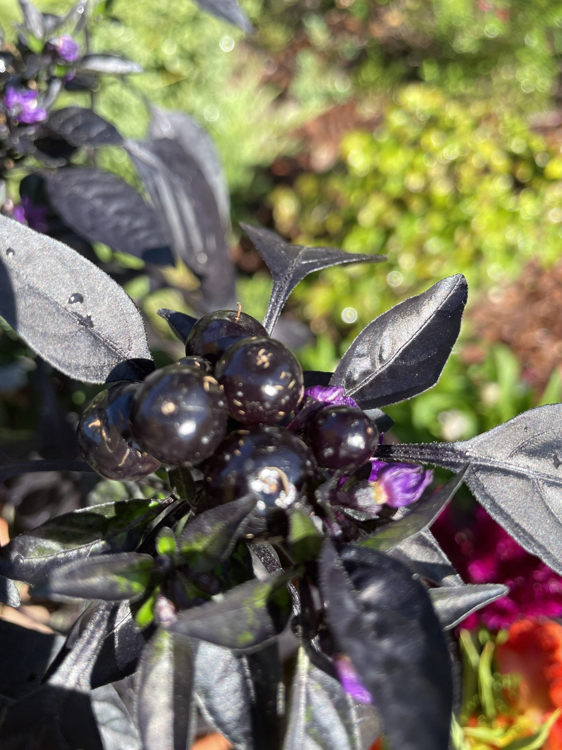 #Capsicum #BlackPearl #OrnamentalPeppers fruit_5510