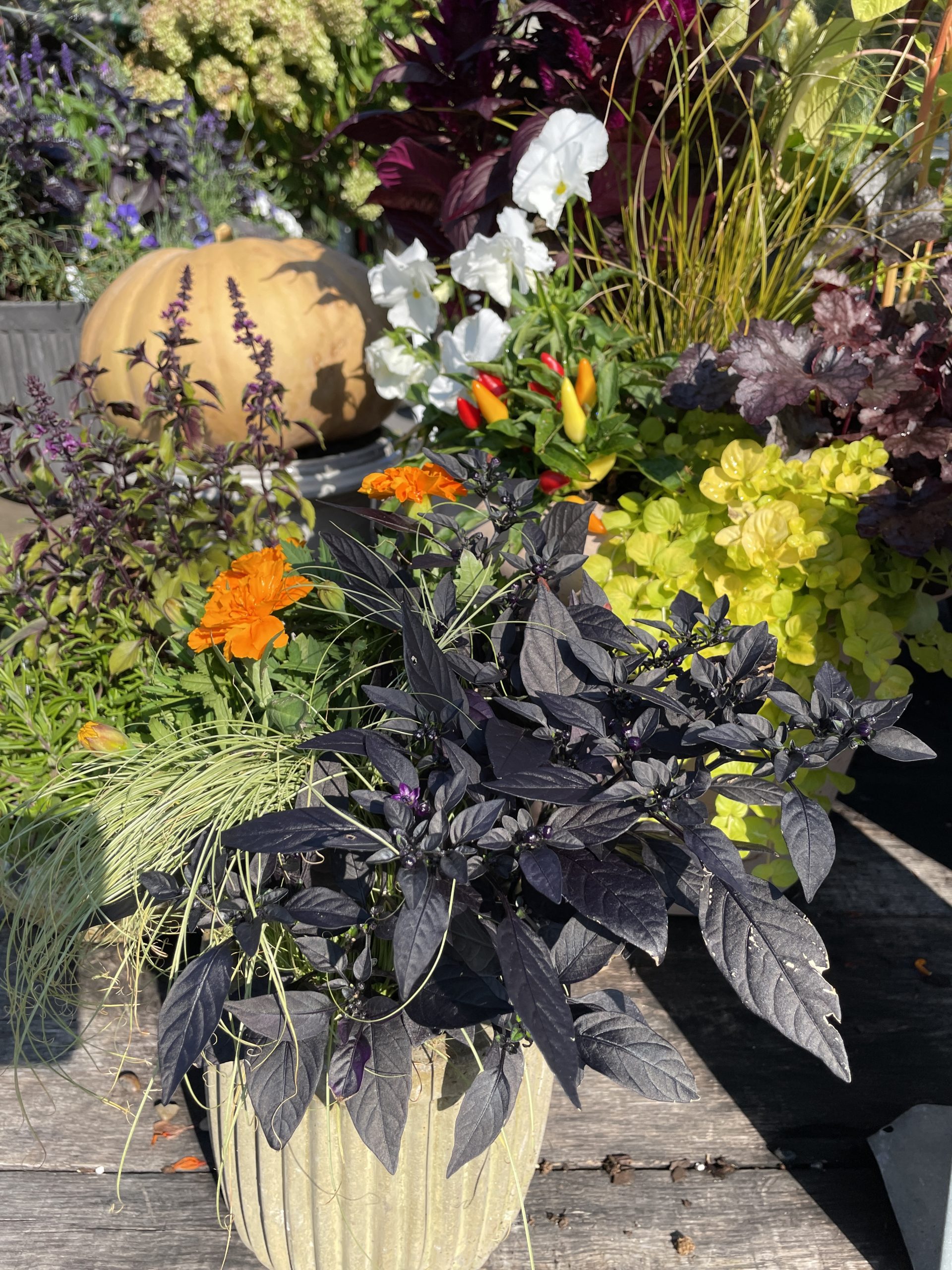 #GrowCapsicum #BlackPearl Grow Capsicum Black Pearl _5387