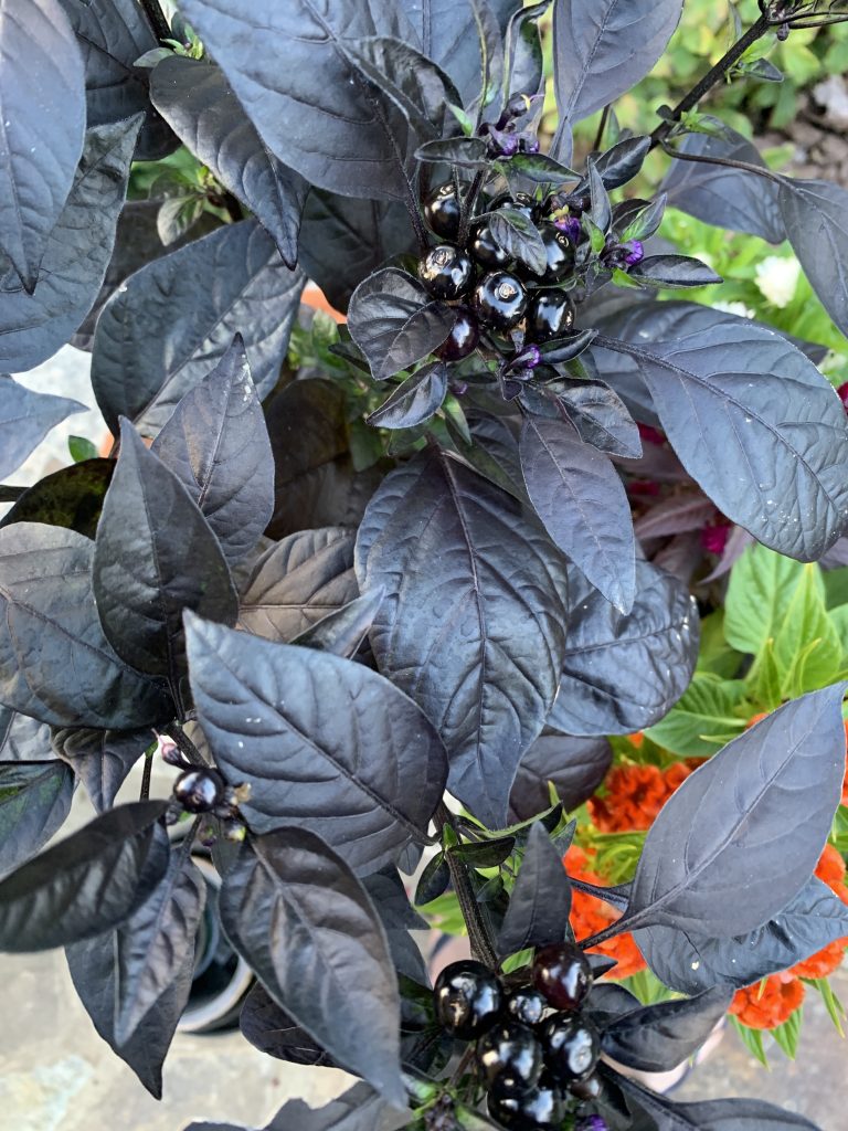 How to Grow Capsicum Black Pearl