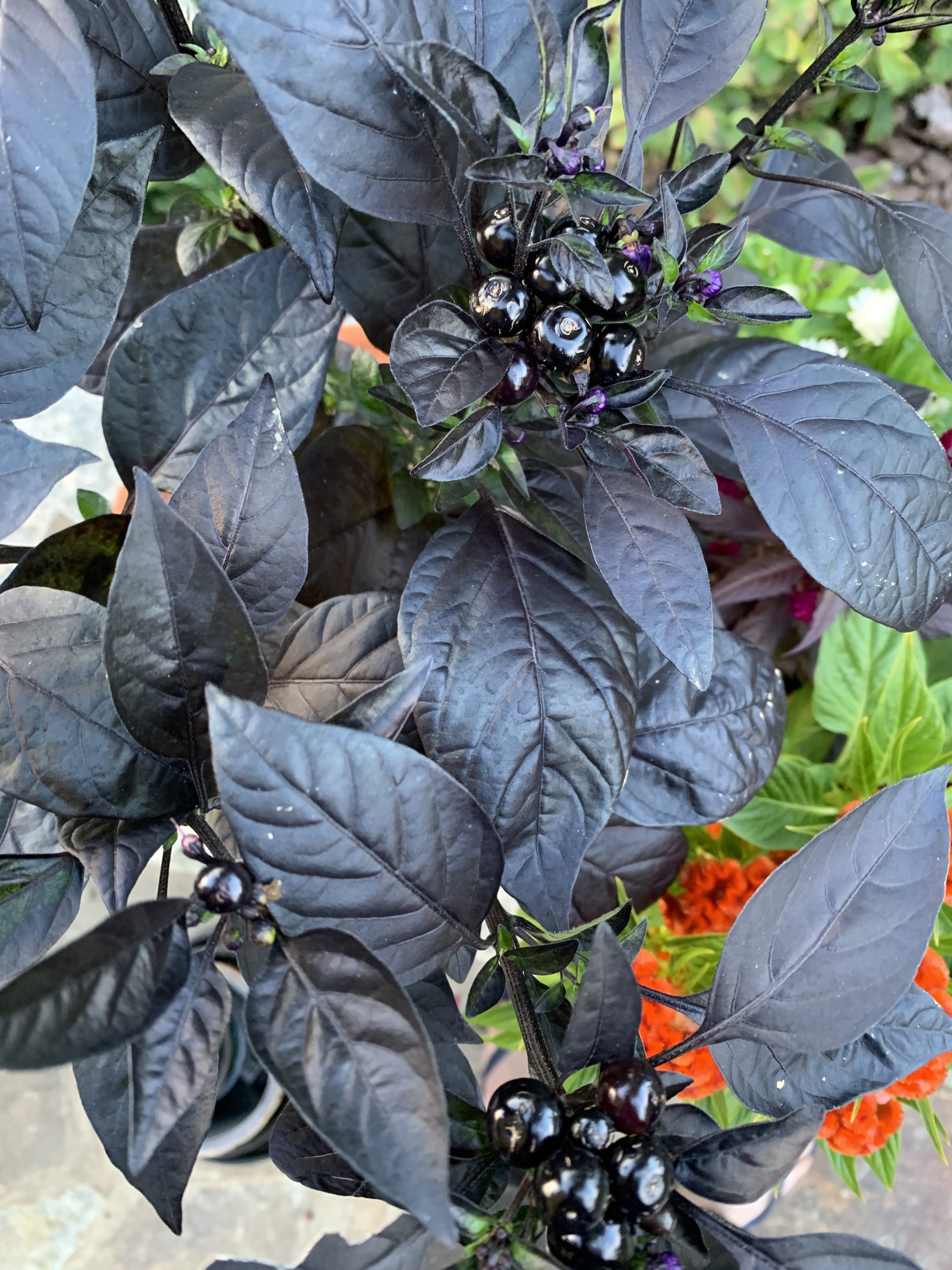 #Capsicum #BlackPearl #OrnamentalPepper _8809