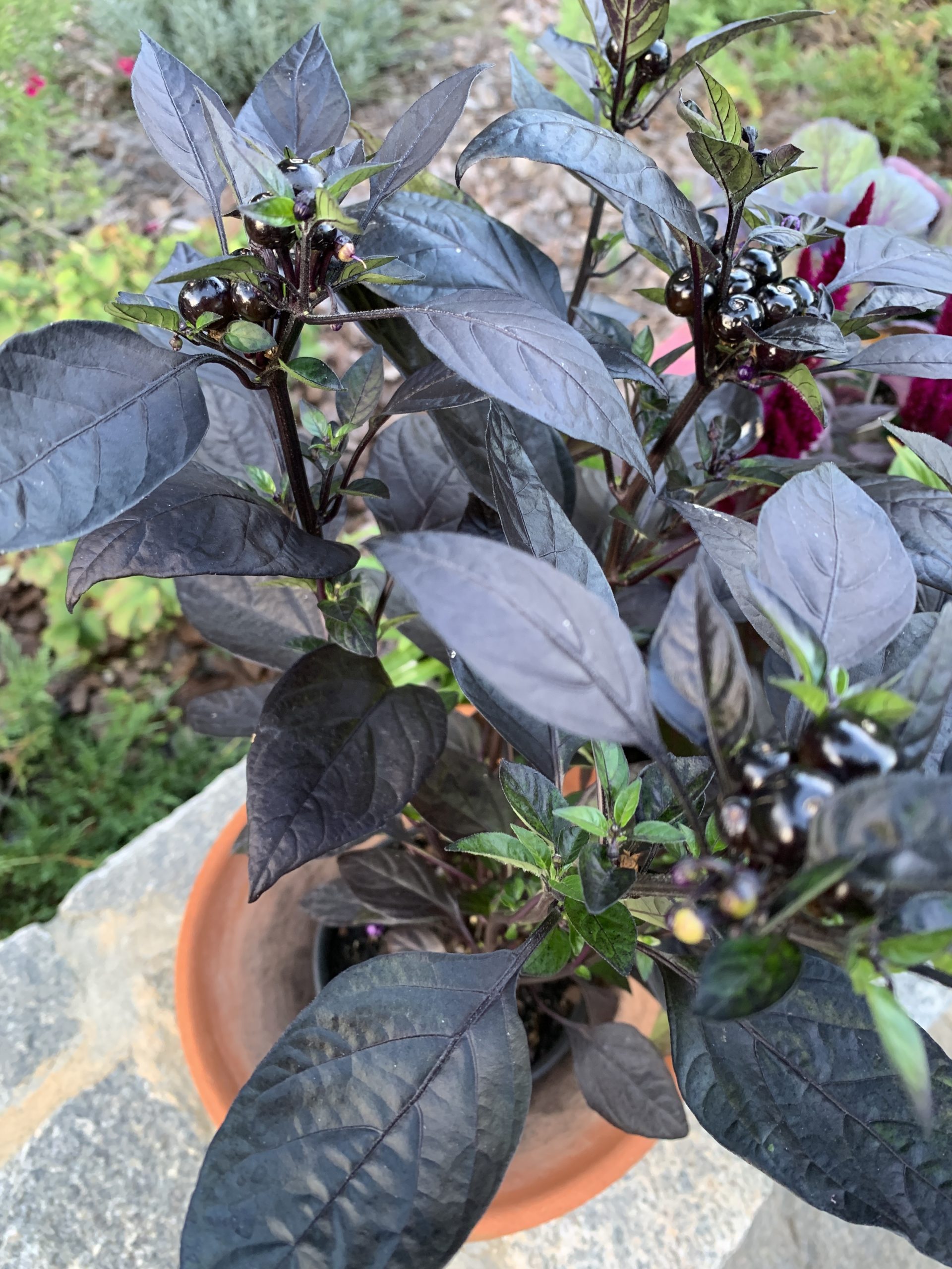 #GrowCapsicum #BlackPeal #OrnamentalPeppers Capsicum Black Pearl_8812