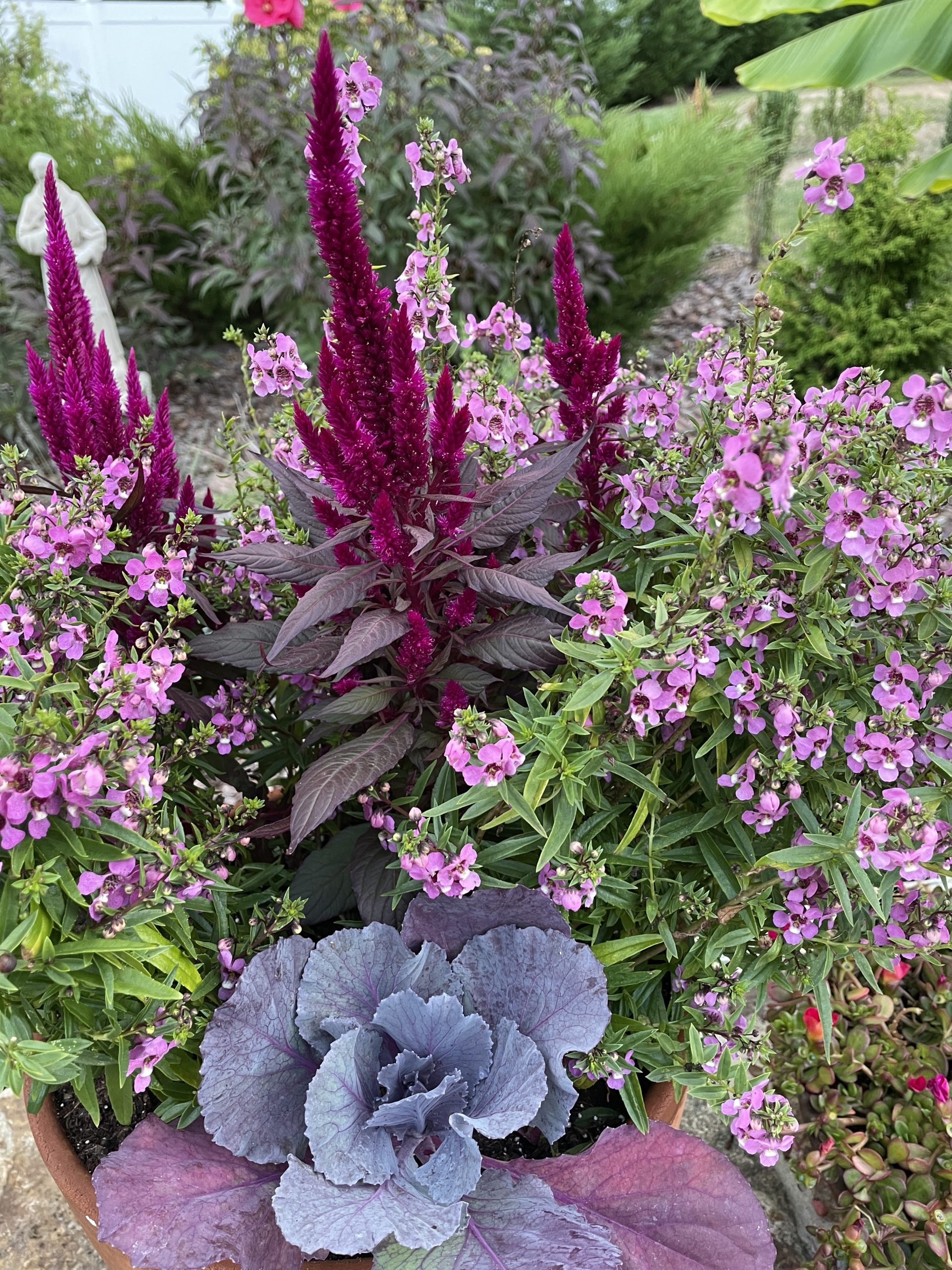 #Celosia #GrowCelosiaKelosFire #FallFlowers Celosia Kelos Fire Purple_5553