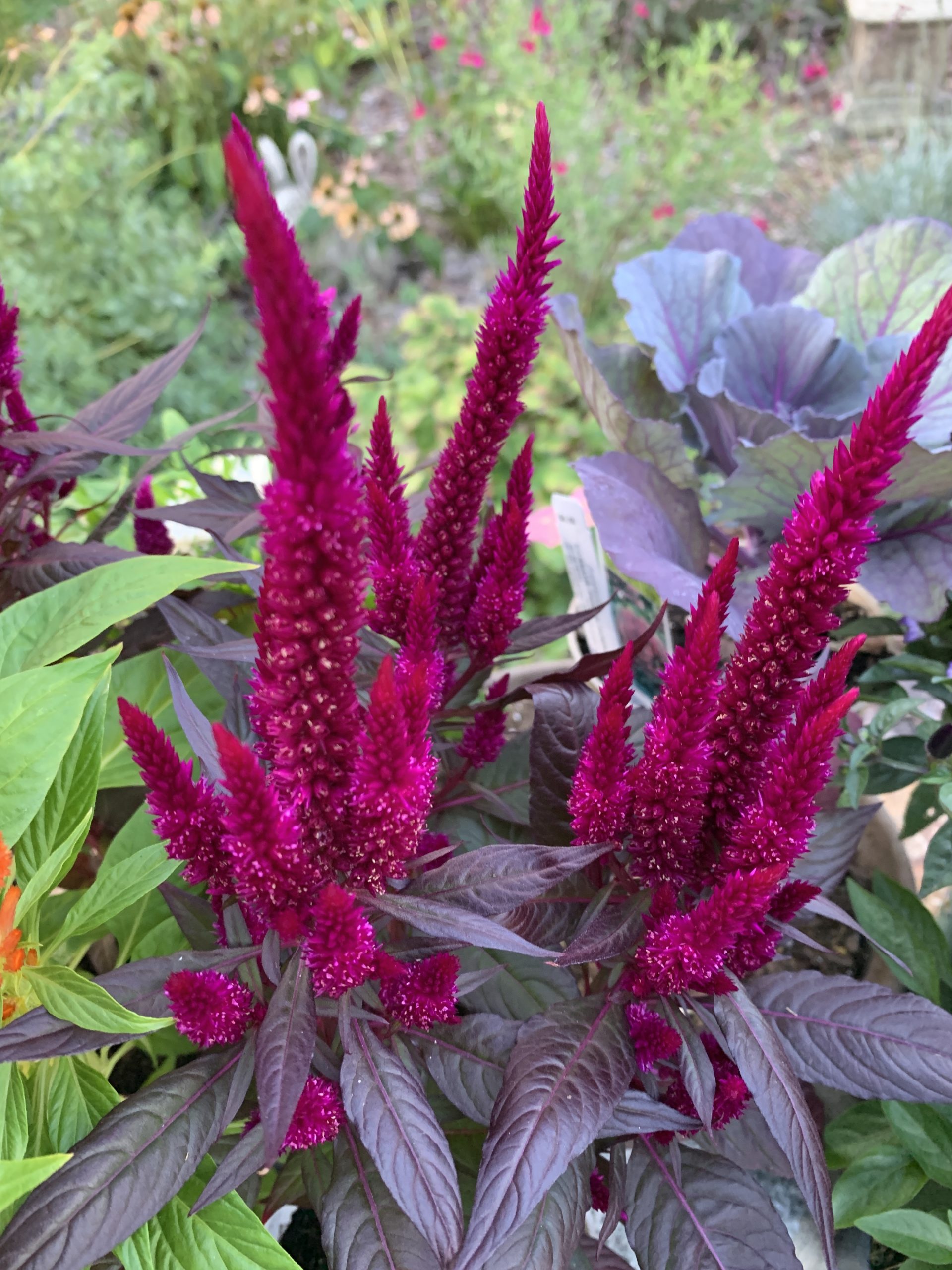 #Celosia #GrowCelosiaKelosFire #FallFlowers  Grow Celosia Kelos Fire Plume_8816