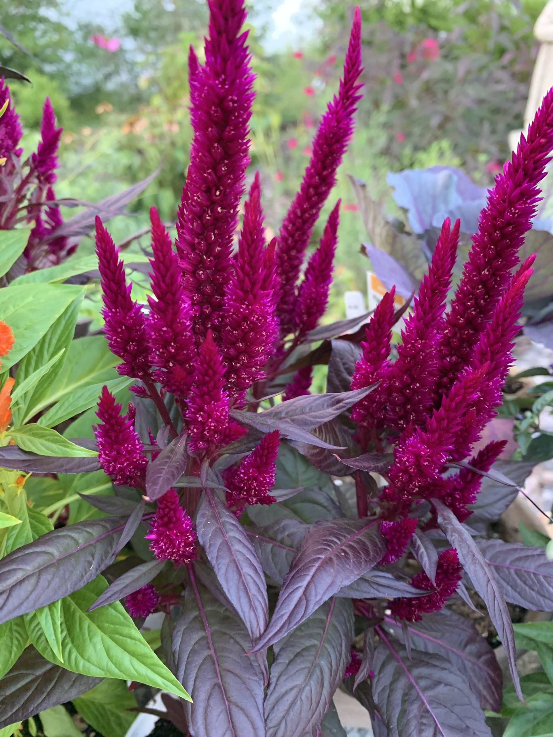 #Celosia #GrowCelosiaKelosFire #FallFlowers Celosia Plume_8817