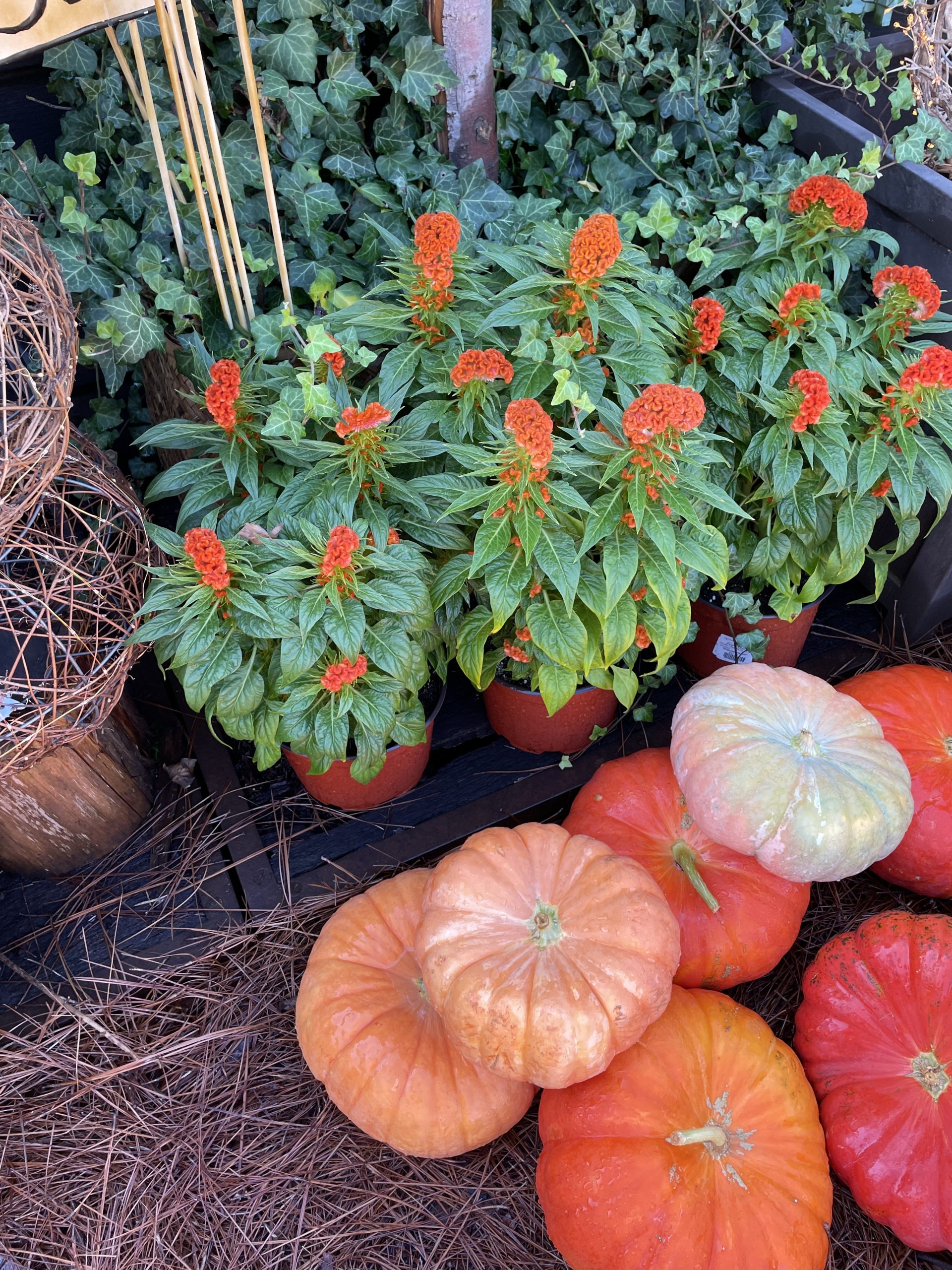 #Celosia #GrowTwistedOrange #FallFlowers Pumpkins_5452
