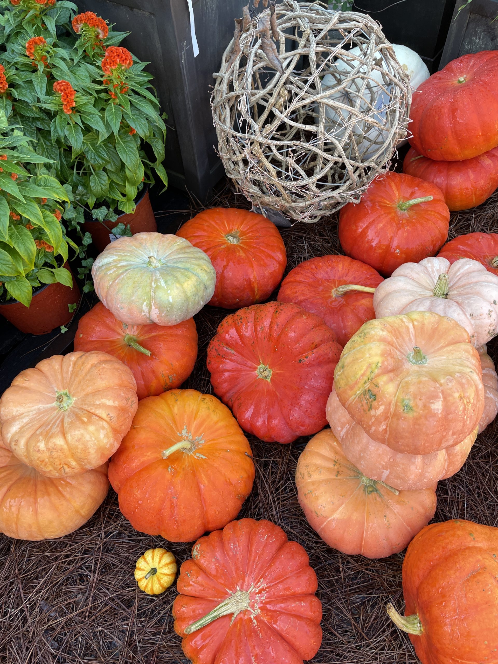 #GrowCelosia Pumpkins_5453