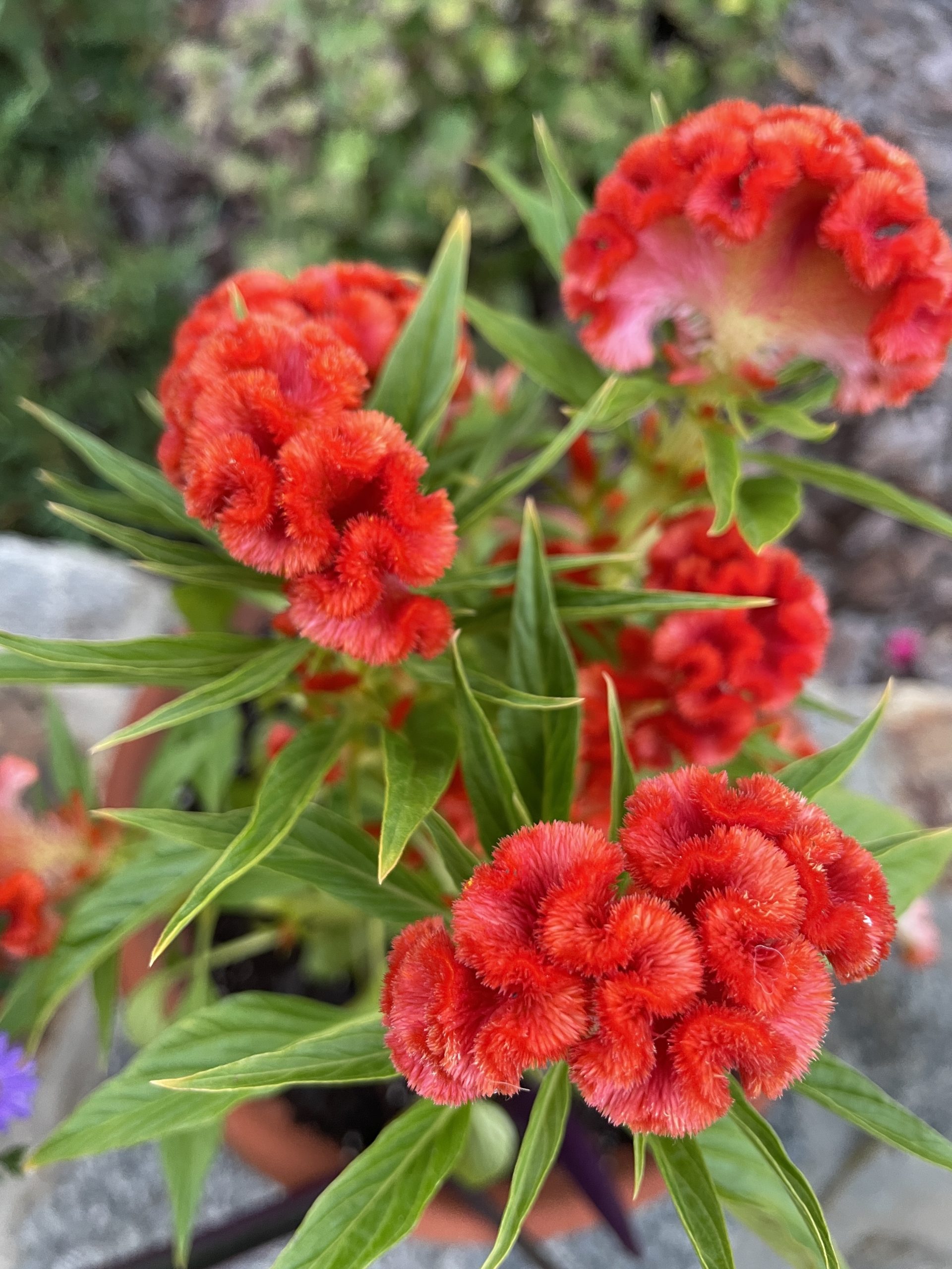 #Celosia #GrowTwistedOrange #FallFlowers Grow Celosia Twisted Orange_5552