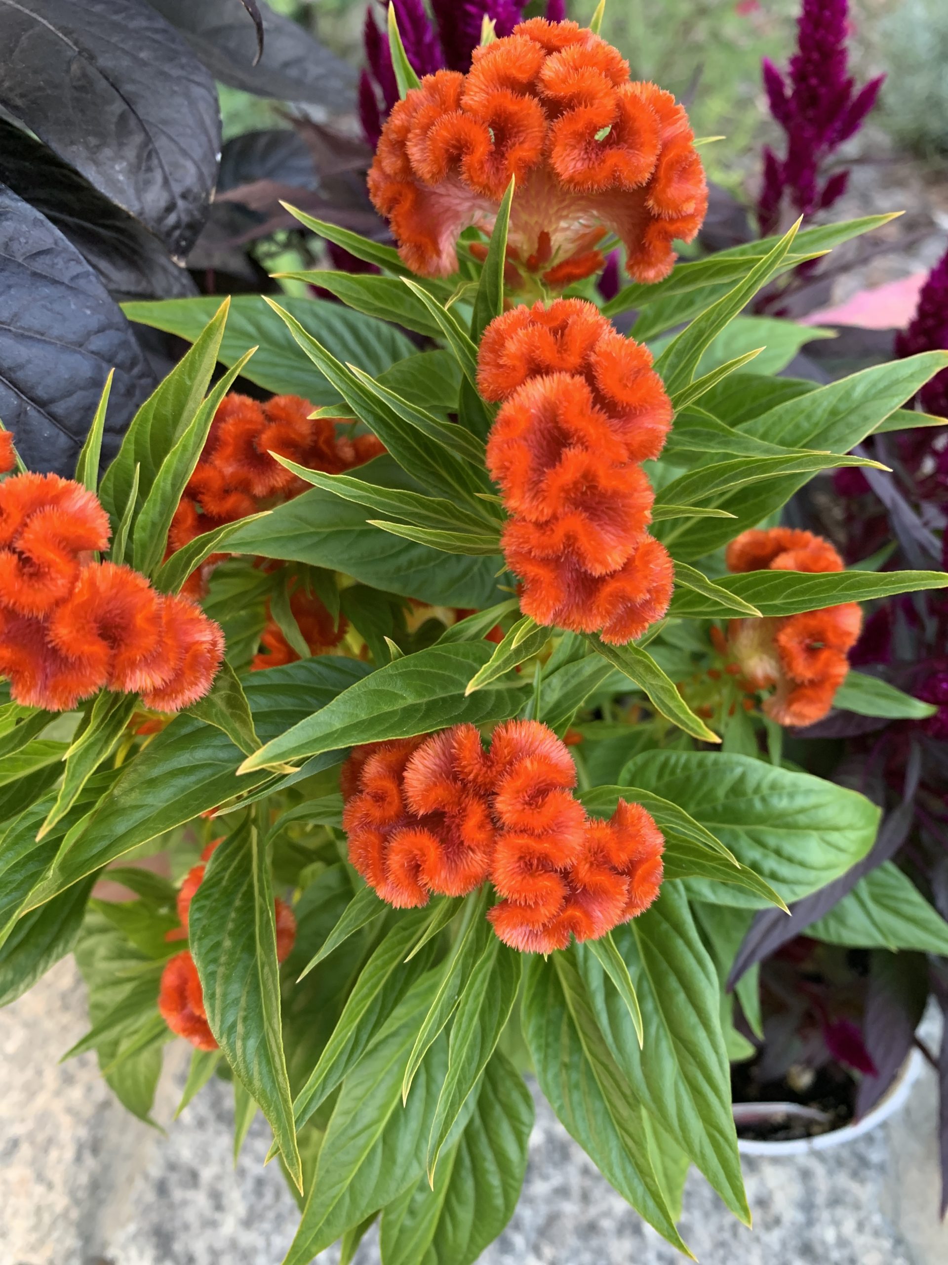 #Celosia #GrowTwistedOrange #FallFlowers Celosia Twisted Dark Orange_8813