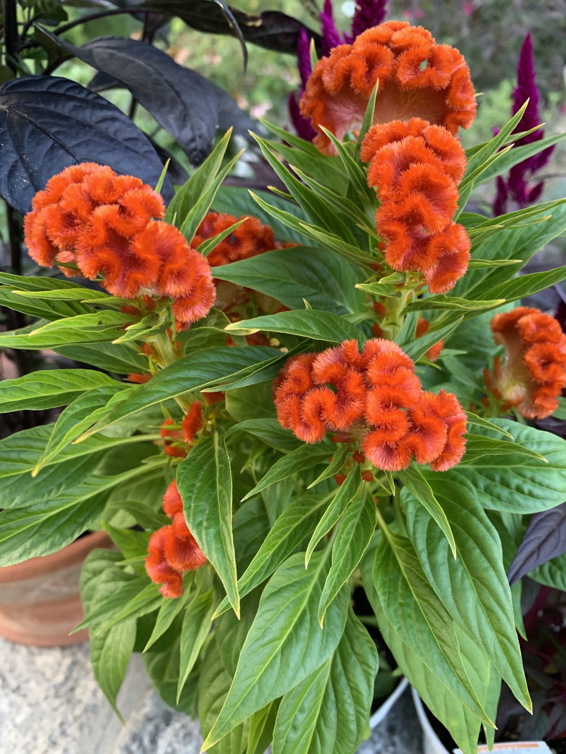 #Celosia #GrowTwistedOrange #FallFlowers Fall Plants_8815