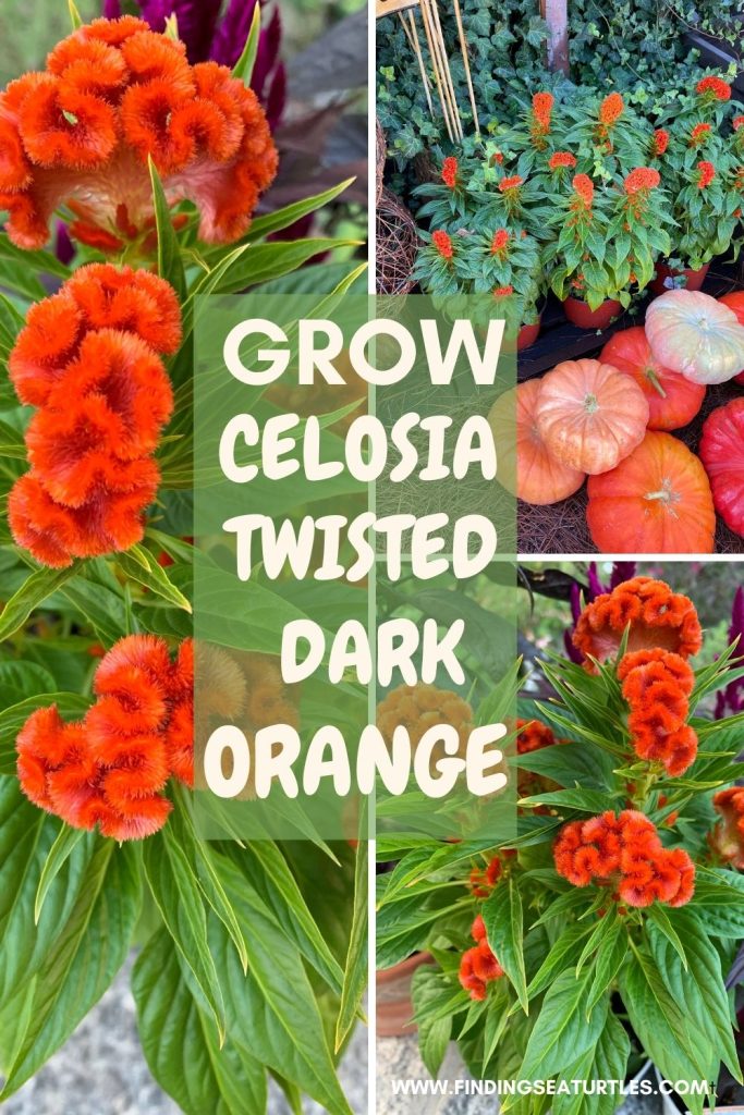 #GrowCelosia #GrowCelosiaTwistedOrange Grow Celosia Twisted Dark Orange