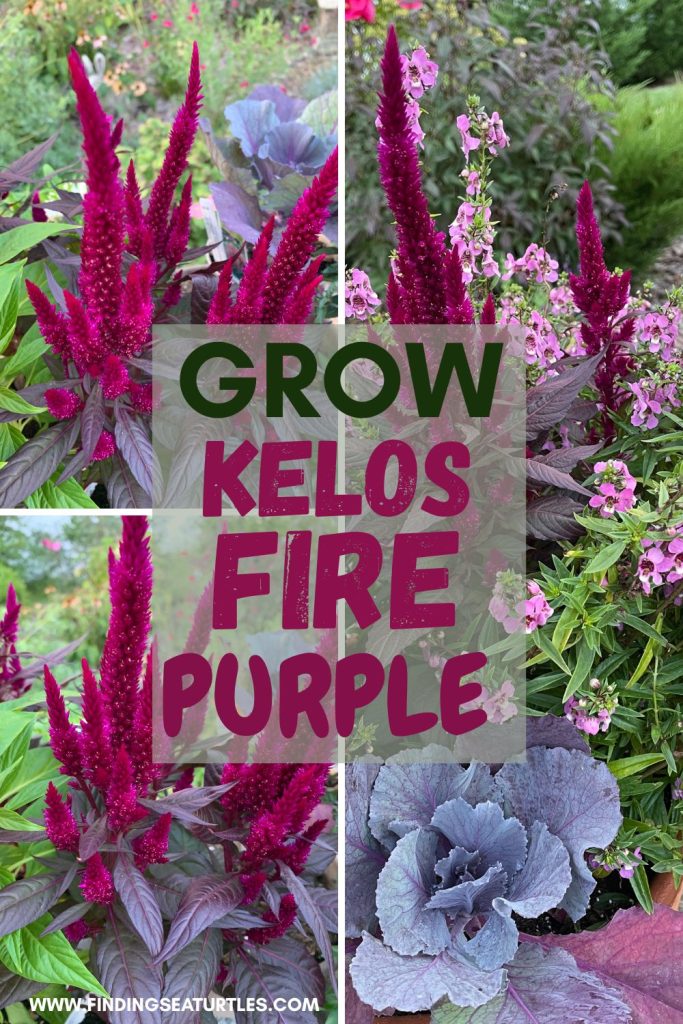 #Celosia #GrowCelosiaKelosFire #FallFlowers Grow Kelos Fire Purple Celosia