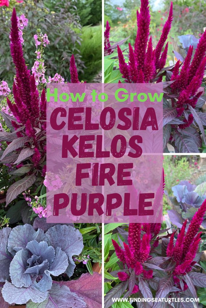 #Celosia #GrowCelosiaKelosFire #FallFlowers How to Grow Kelos Fire Celosia