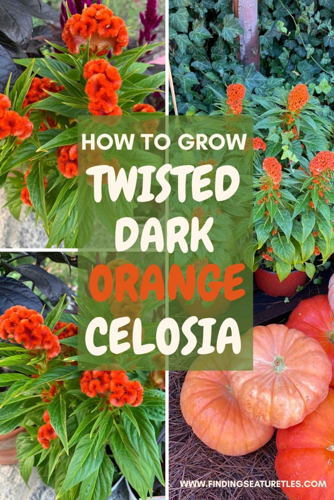 #GrowCelosia #GrowCelosiaTwistedOrange How to Grow Twisted Dark Orange Celosia
