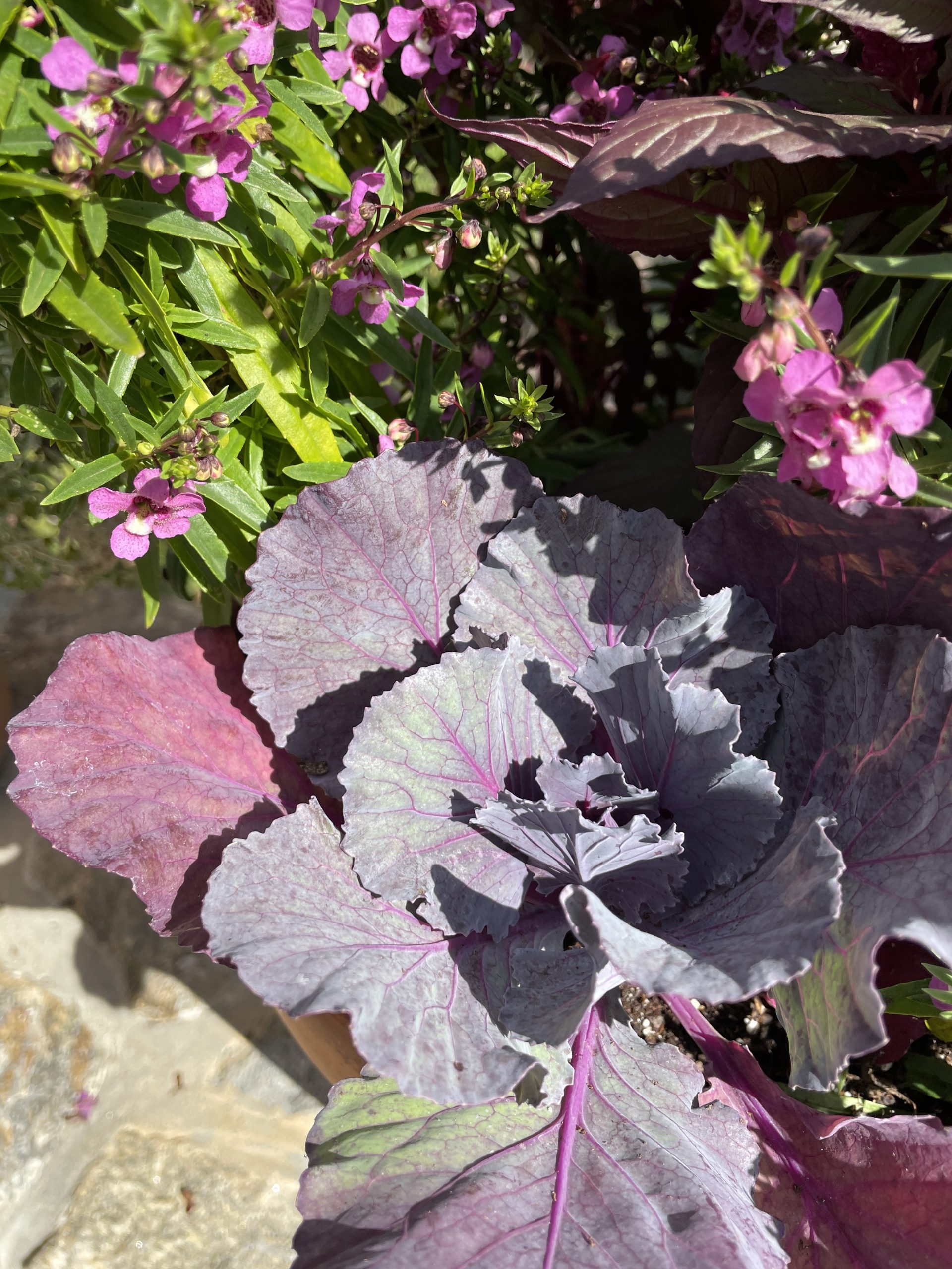 #OrnamentalCabbage #PigeonPurple Pigeon Purple with Angelonia and Kelos Fire_5524