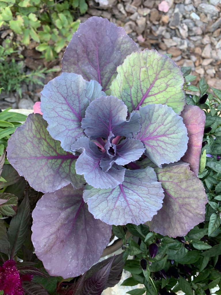 How to Grow Pigeon Purple Ornamental Cabbage in Your Yard or Garden