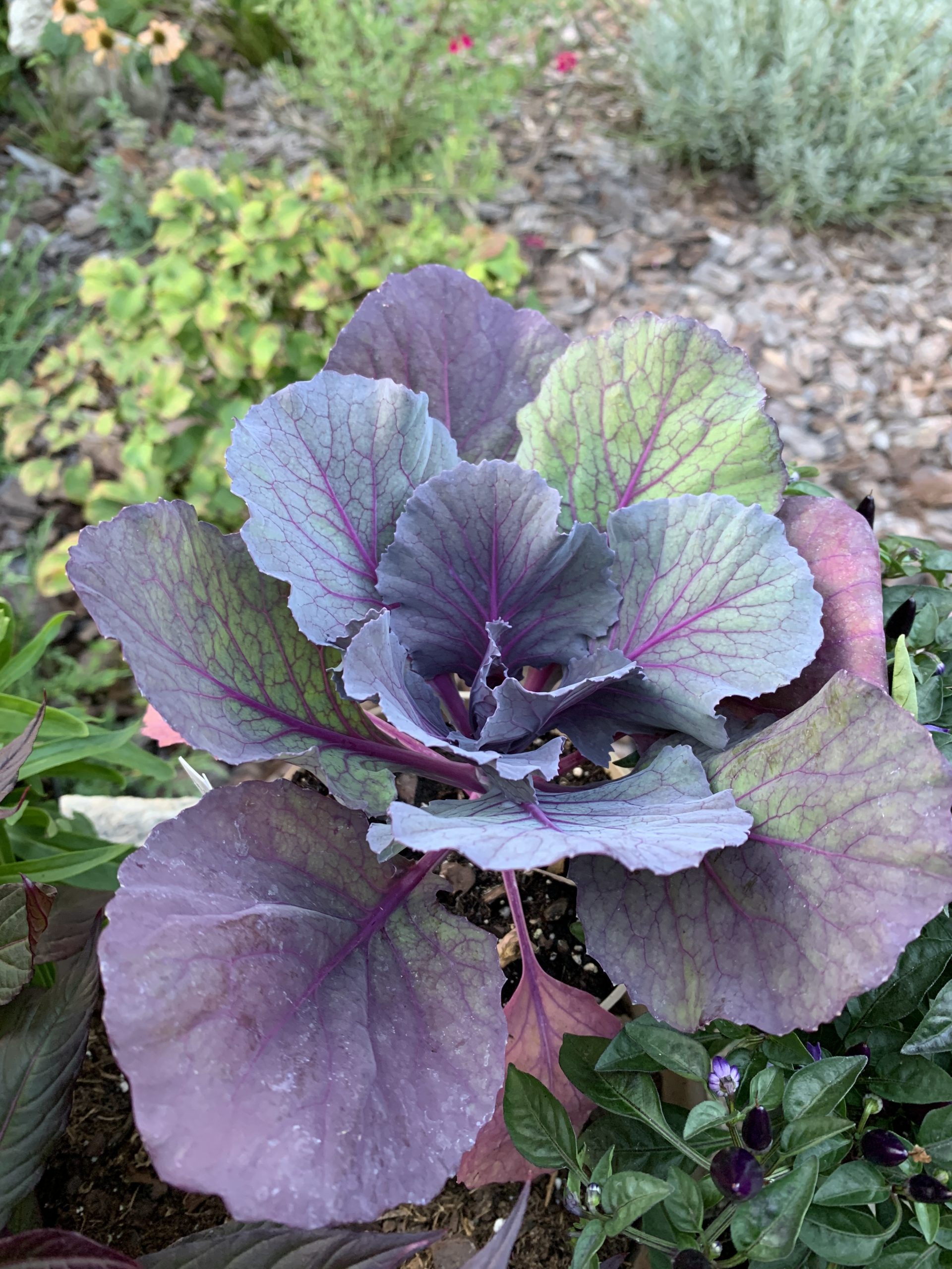 #PigeonPurple #OrnamentalCabbage Pigeon_8819