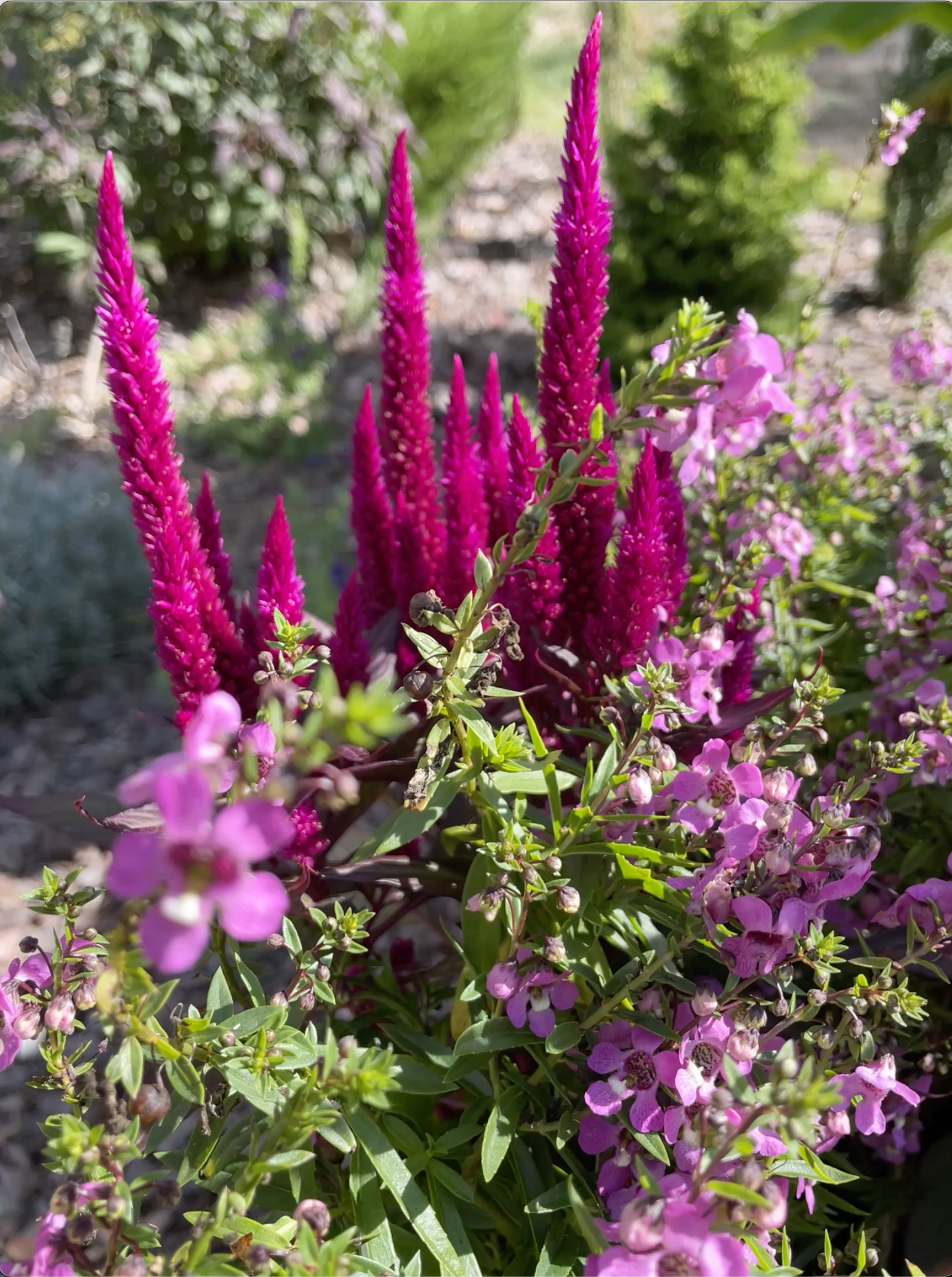 #Celosia #GrowCelosiaKelosFire #FallFlowers Celosia plumes